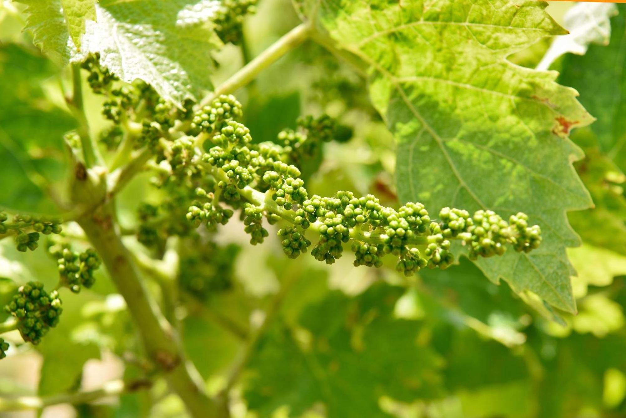 Archiac Domaine D' Arcalis Bed & Breakfast エクステリア 写真